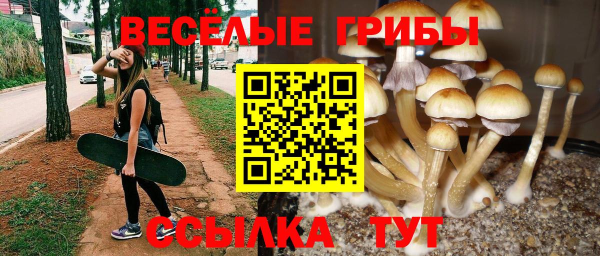 Галлюциногенные грибы Cubensis Кыштым