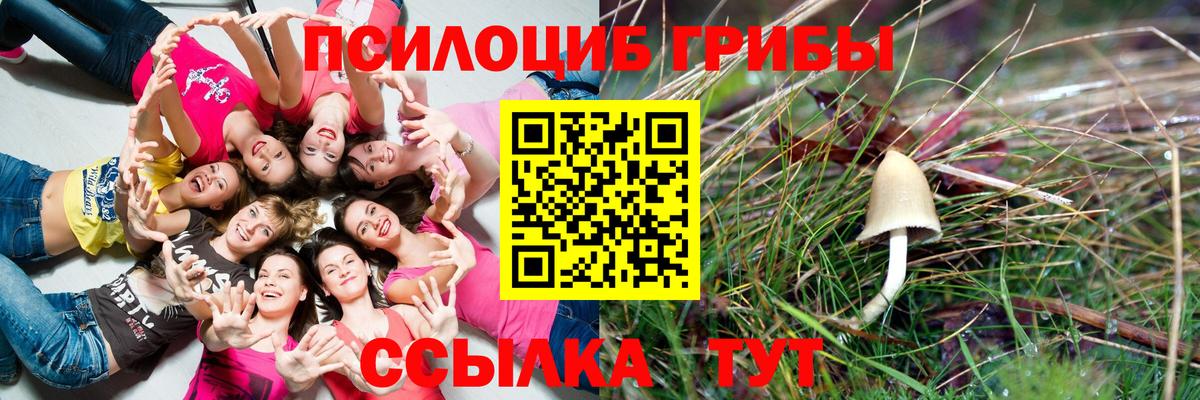 купить наркотик  Вход с VPN  Кыштым  Галлюциногенные грибы Psilocybine cubensis 
